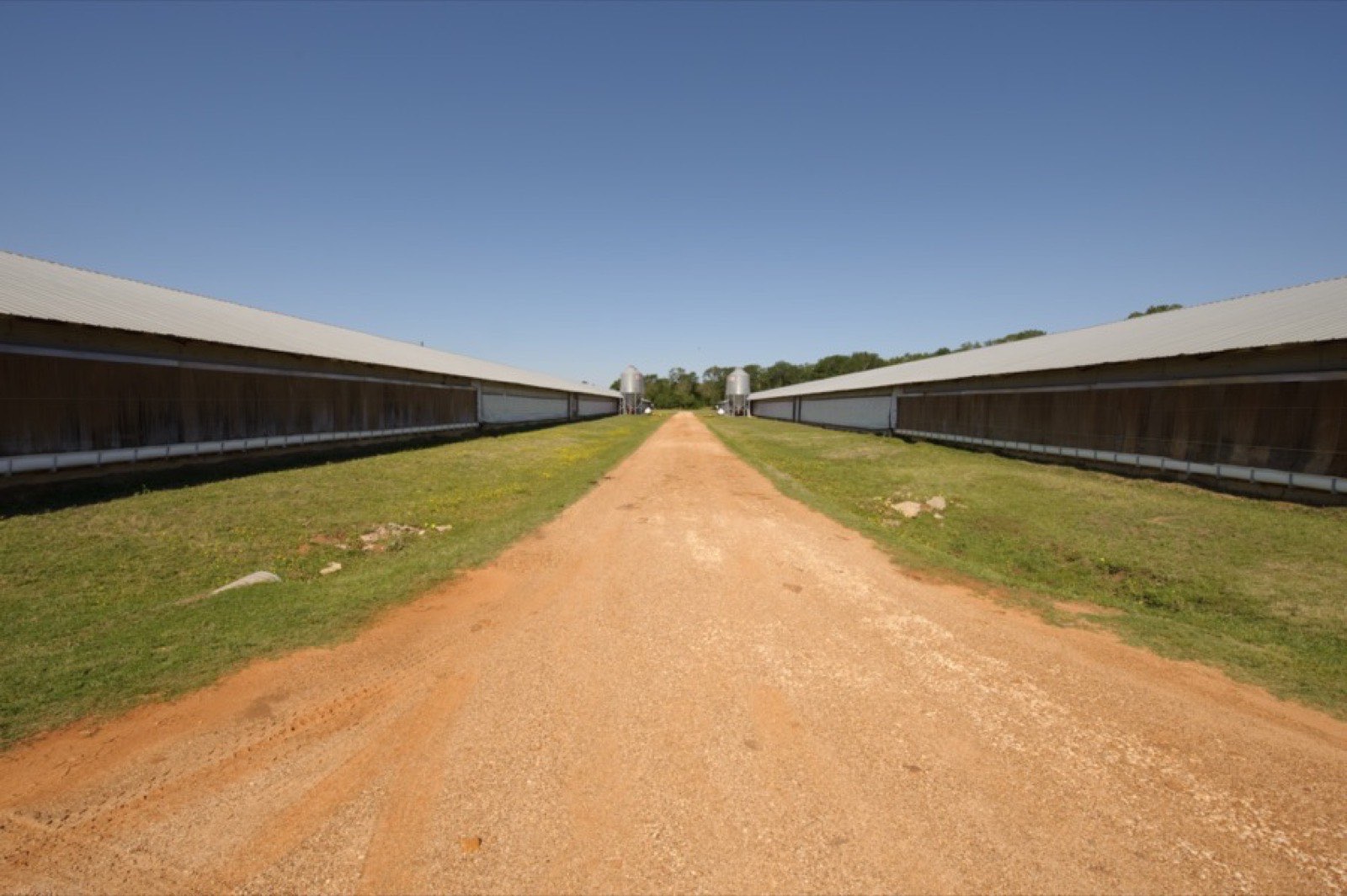 Two long broiler houses with feed bins on a commercial poultry complex